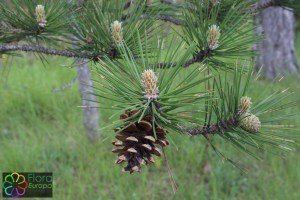 Pinus sylvestris (1) (1200 x 801).jpg_product_product_product_product_product